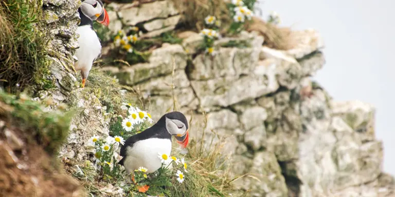 A Guide to Bempton Cliffs