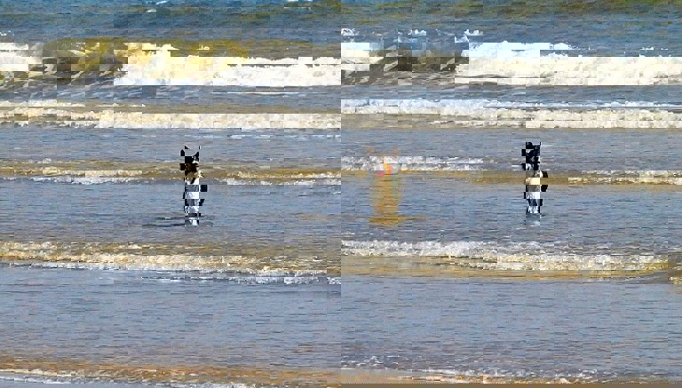 Dog Friendly Beaches
