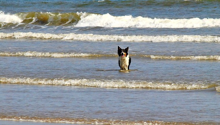 Dog Friendly Beaches