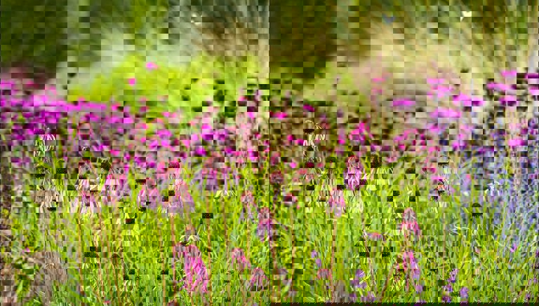 Explore Scampston Walled Garden