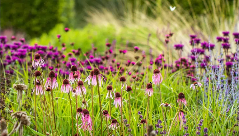 Explore Scampston Walled Garden