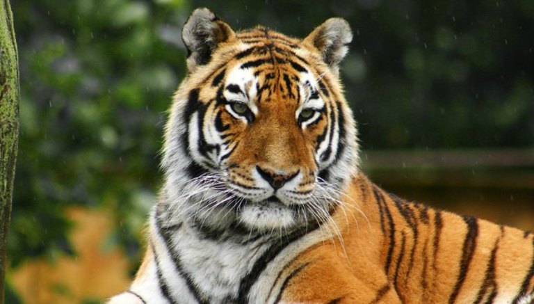 Blog-Flamingoland.jpg