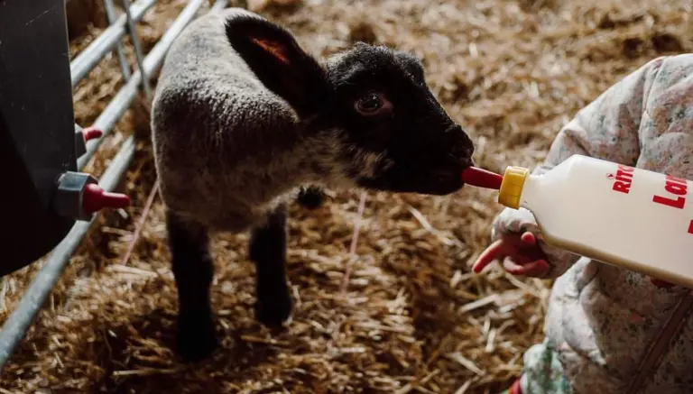 Lambing at Humble Bee Farm