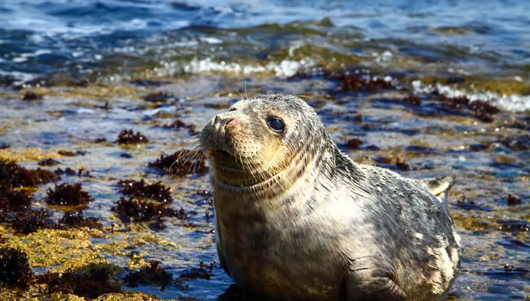 Seal in Gristhorpe Bay