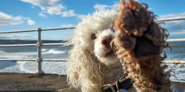 Best Yorkshire Coastal Walks for Dogs