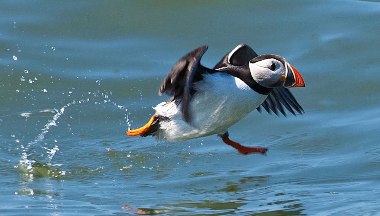 RSPB Bempton Cliffs Puffin