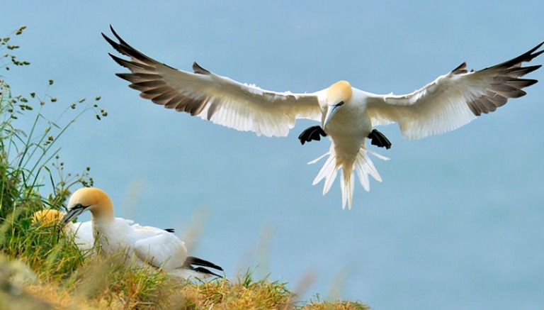 Bird Watching at Bempton Cliffs