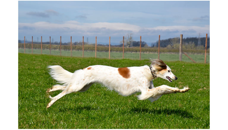 RyedaleDogField