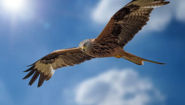 Birds of Prey