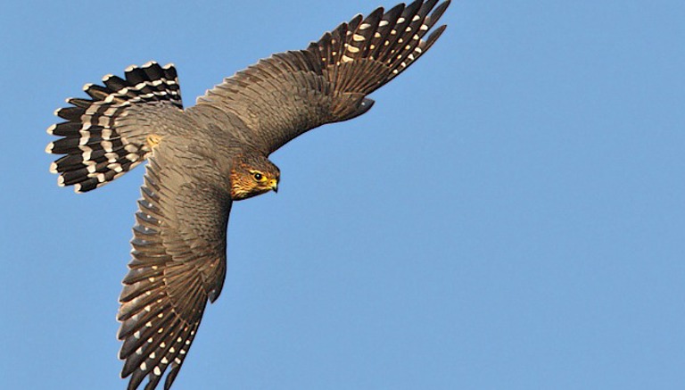 Merlin in North York Moors