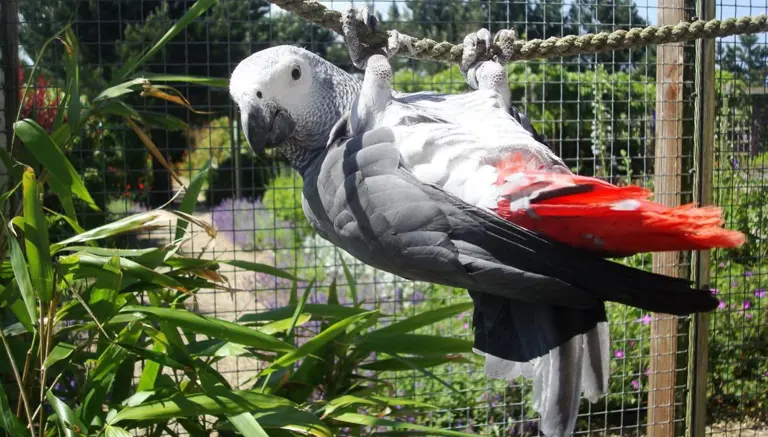 Filey Animal Park Birds