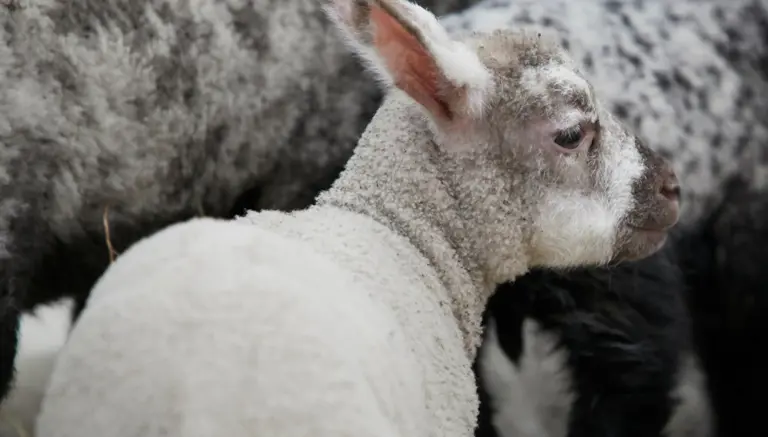 Lambs at Piglets Adventure Park