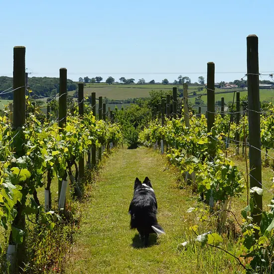 Ryedale Vineyards Ryedale Vineyards