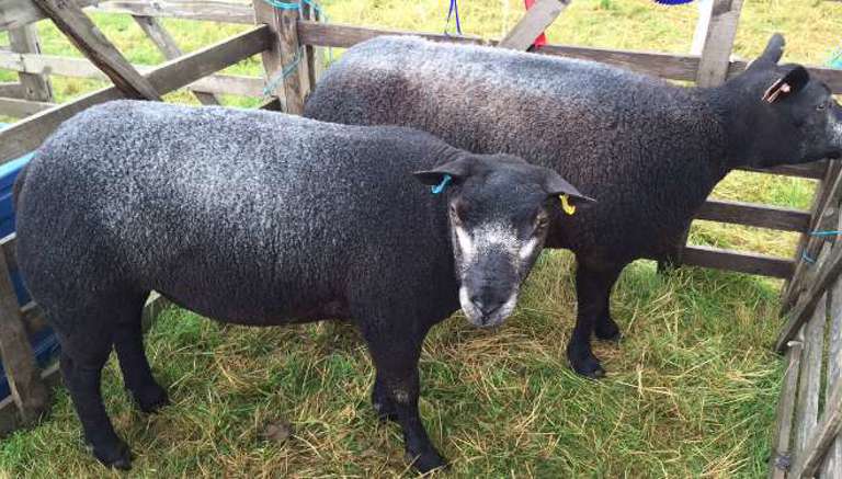 RyedaleShow