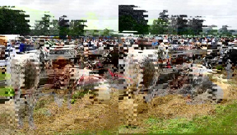 Ryedale Show