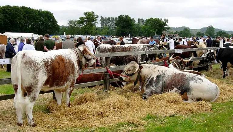 Ryedale Show