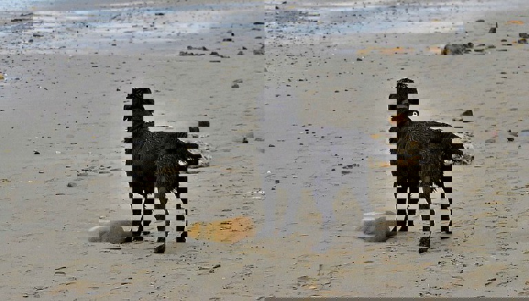 Dog Friendly Beaches