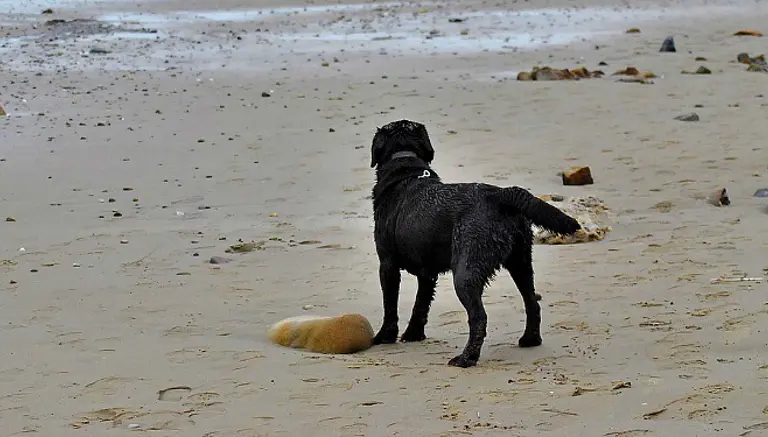 Dog Friendly Beaches
