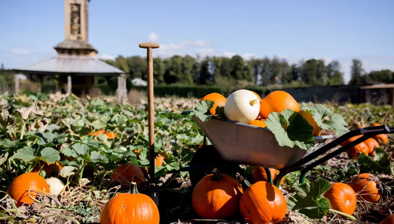 Castle Howard Pumpkin Patch