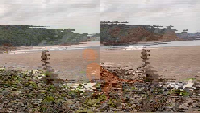 Cayton Bay - Dog Friendly Beach