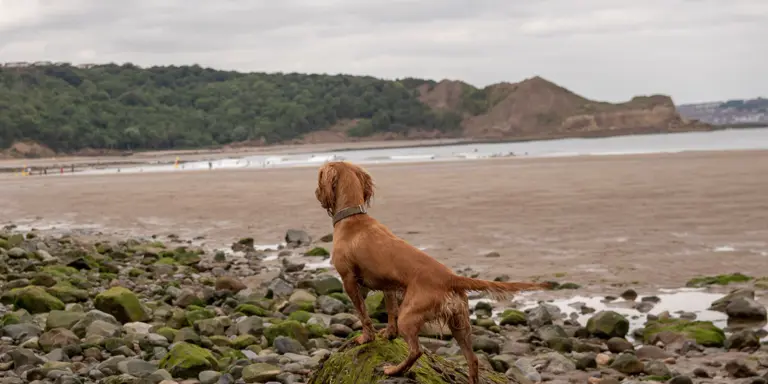 Yorkshire Coast Dog Friendly Attractions