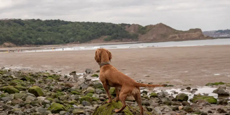 Yorkshire Coast Dog Friendly Attractions