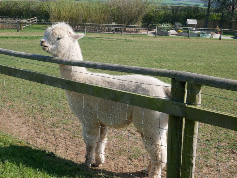 Alpacas in the Animal Farm