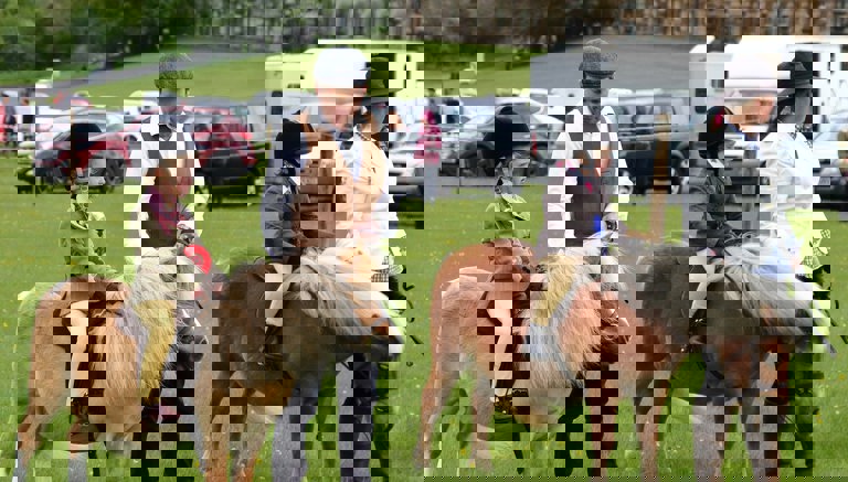 Duncombe Park Ponies