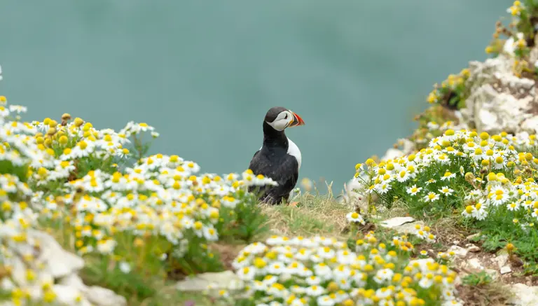 Bempton Cliffs