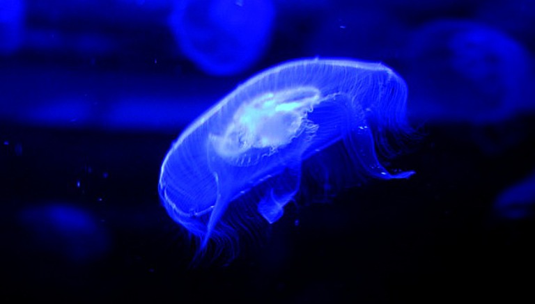 Scarborough Sea Life Centre Jellyfish