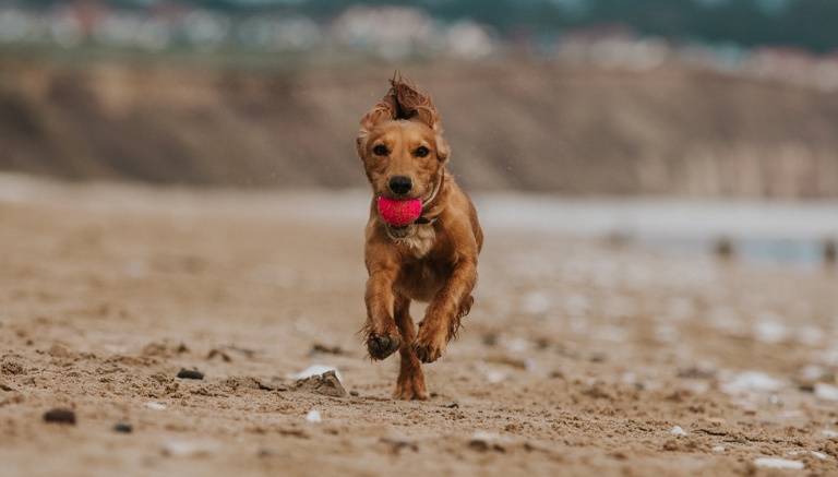 Dog Friendly Beaches