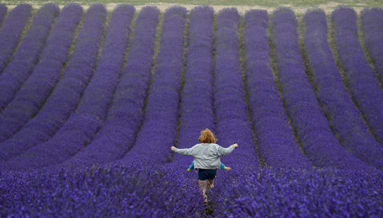Wolds Way Lavender