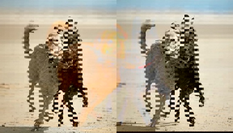 Dogs on Beach