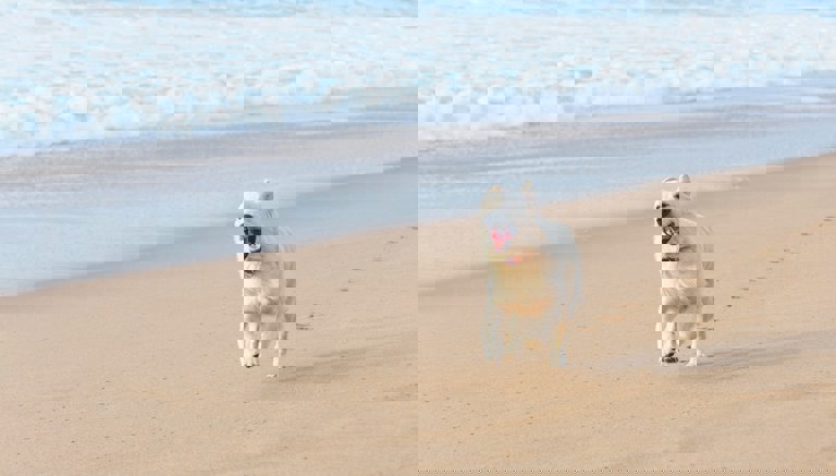 Dog Friendly Beaches