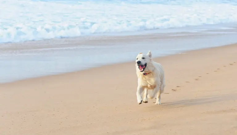 Dog on Beach