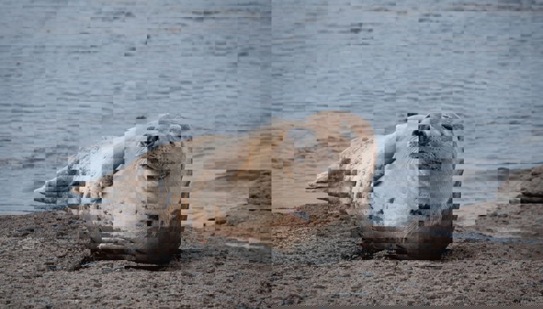 Seal in Scarborough