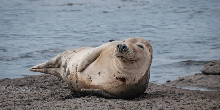 Yorkshire Wildlife: Marine Life