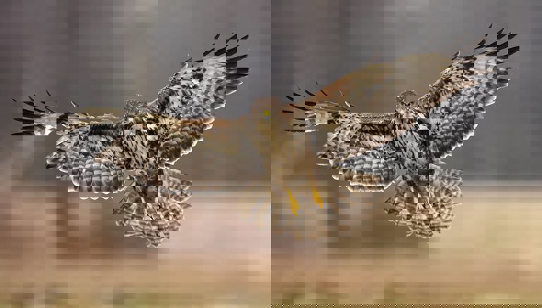 Birds of Prey Centre