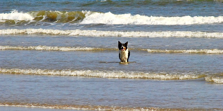 Dog at Scarborough Beach