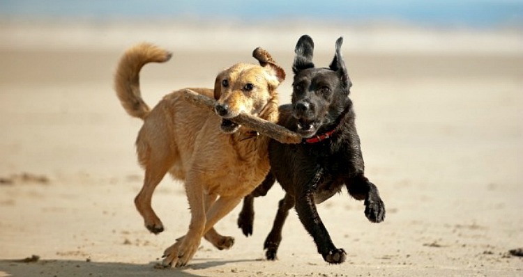 Dogs at Cayton Bay