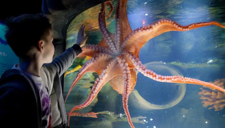 Sea Life Centre Scarborough Exhibit