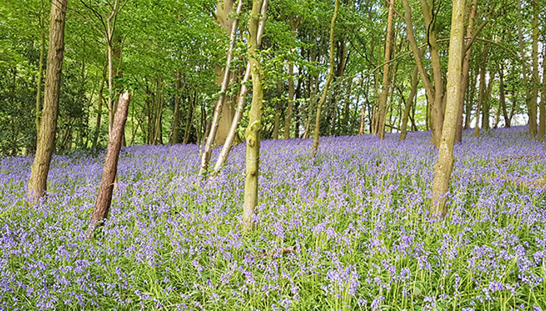 Bluebell Wood