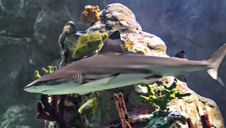 Scarborough Sea Life Centre Reef Sharks