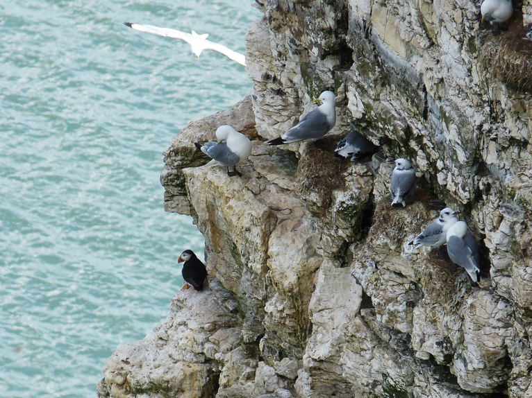 Puffins & Seagulls