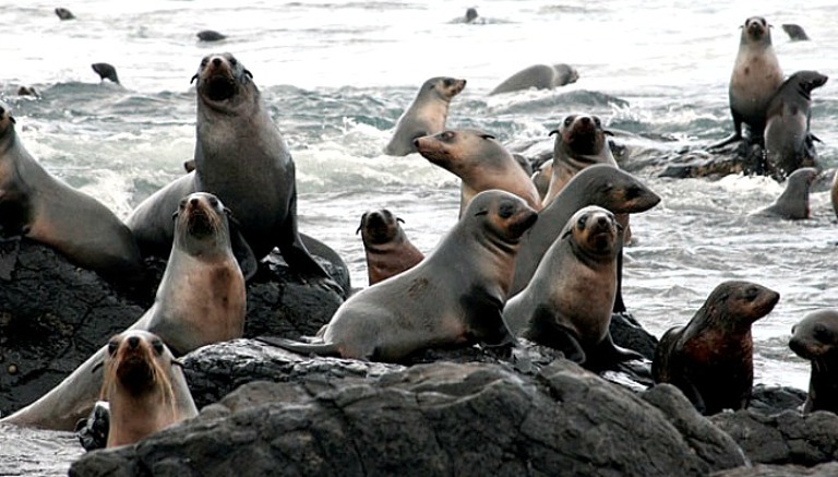 Watch the Seals at Gristhorpe Bay near Scarborough