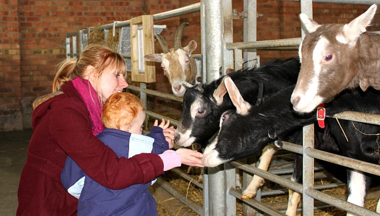 Playdale Farm Park - Animal Feeding