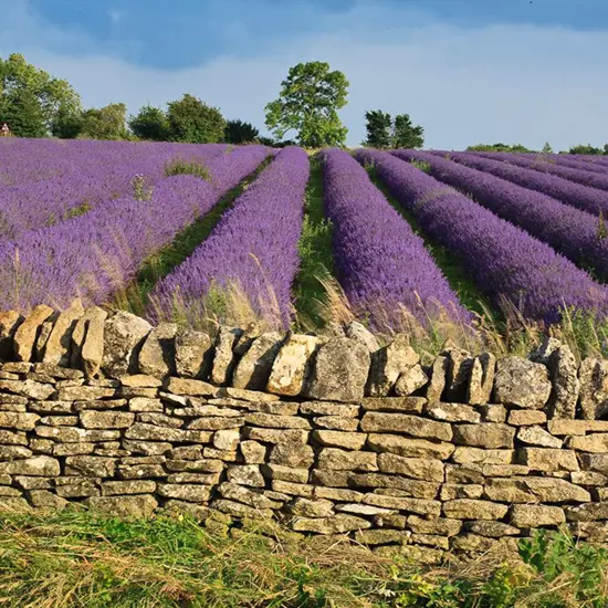 Wolds Way Lavender