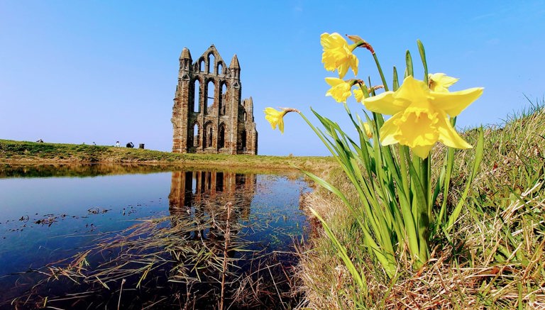 Whitby Abbey in Spring